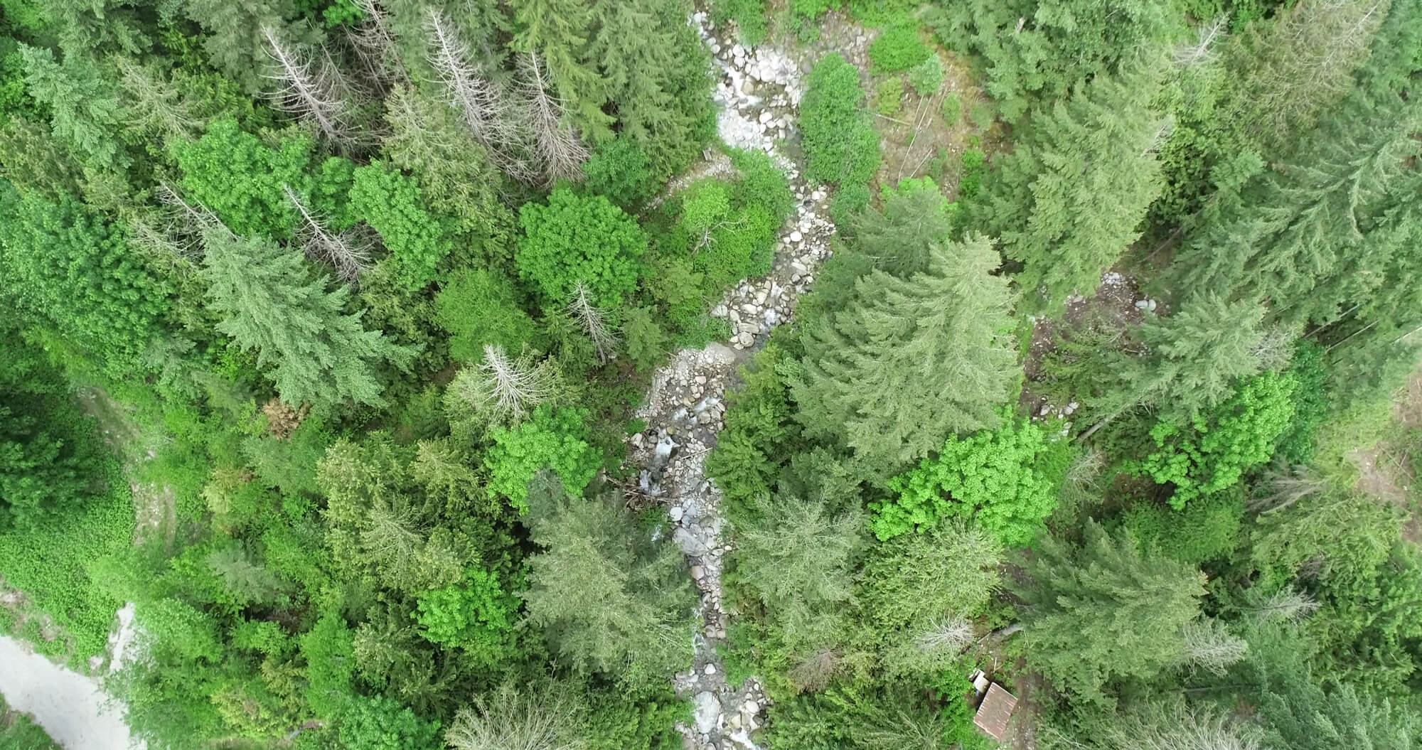 Drone imagery of forest